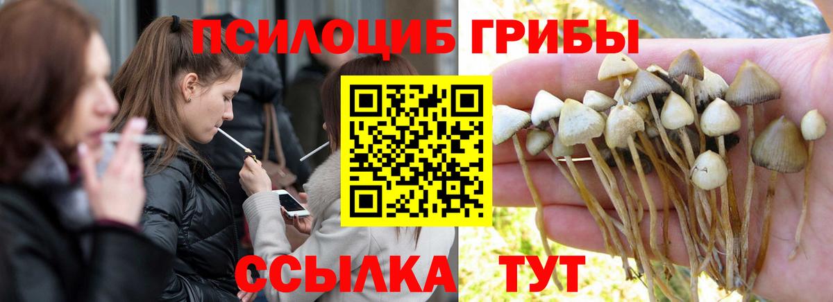 Псилоцибиновые грибы прущие грибы Кашира